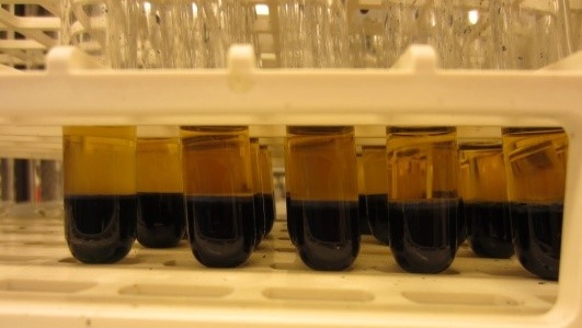 Lipids in test tubes